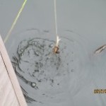 釣れた～！落ないように引き上げて～！