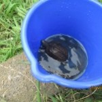 池には亀もいて捕まえることが出来たお友達も…