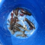 沢山釣れたお友達が沢山いました～！