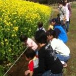 菜の花がきれに咲いていました~(*^^*)