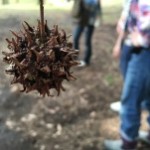 お散歩の途中で見つけた「モミジバフウ」真ん丸姿がかわいいですね(*´`)