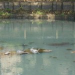 カメがたくさん日向ぼっこ♪