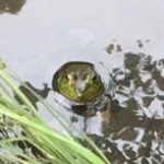 カエルさん発見!こっち見てる~・・・