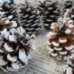 松ぼっくり 白いペイントでおしゃれ～