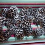 やしゃぶしの実 ミニチュアのツリーみたい！